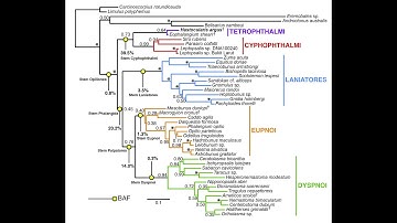 Molecular clocks and phylogeny