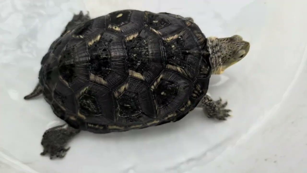 ポゴナ河合のアニマルラジオ　第1295回　ブランディングは大人気！