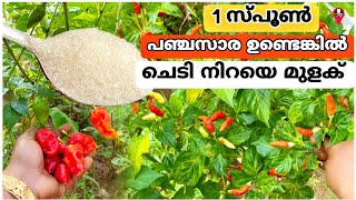 വീട്ടിൽ മുളക് കൃഷി ചെയ്യുന്ന വിധം | How to grow and cultivate chilli at home Red chilli Green chilli