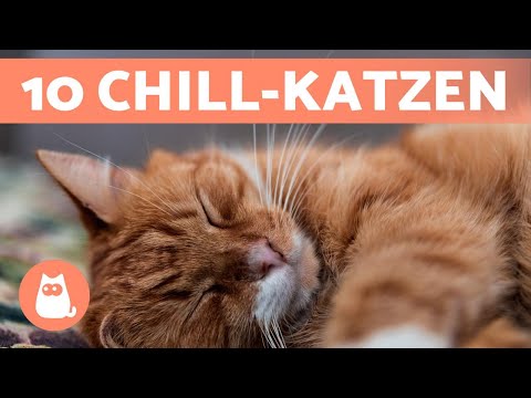 Video: Welche ist die freundlichste Katzenrasse?