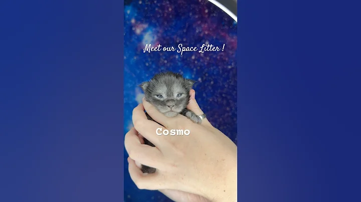 Video 9761611: mainecoons mainecooncat mainecoonkitten, mainecoonkitten kitten mainecooncats, mainecooncat mainecoonkitten cats, cat mainecooncat cute kitten, mainecoonkitten cutekitten