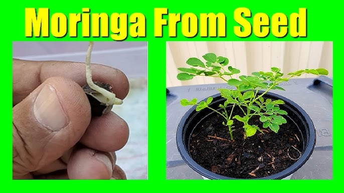 How to Grow Moringa Seeds: Easy Steps for Thriving Plants