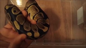 BALL PYTHON comparison video normal vs lesser