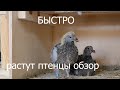 ПТЕНЦЫ РАСТУТ.КАК ГОЛУБИ КОРМЯТ,РЕДКИЕ КАДРЫ,ОБЗОР.ВИДЕО.THE CHICKS ARE GROWING.HOW PIGEONS FEED