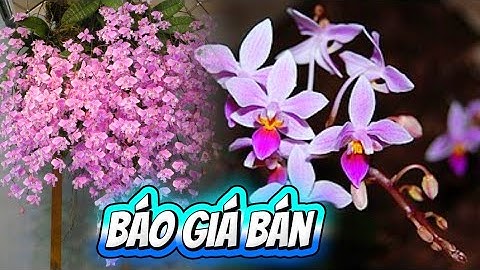 15/11/2025 🌿 BÁN 🌿 Hồ điệp Equetris 🌿 Trăm hoa 🌿 Lueddemaniana 