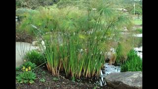 Cyperus papyrus