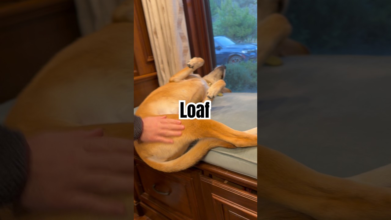 Cat loaf 