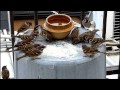 雀（小鳥）の食事動画。（＠チョビの友人達）