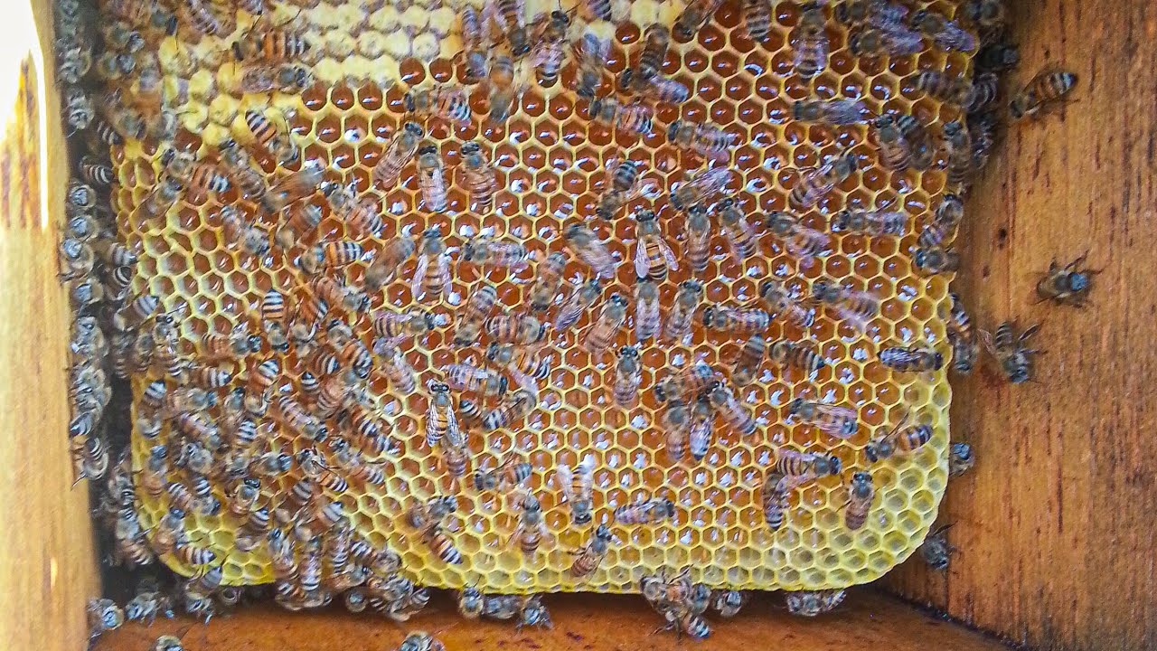 عملية جني العسل مناحل عبد السلام السنيدي  في الجنوب ألعربي (يافع)