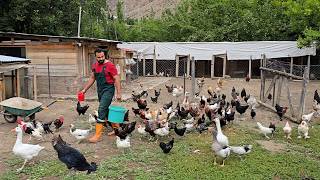 картинка: Натуральная куриная медицина Минеральная вода - возвращена с дикой куриной цыпочками - Операция кури