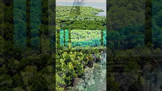 Why This Mangrove Initiative Could Save Coastal Economies #OceanConference #Sustainability #Impact
