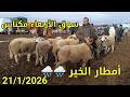 مباشرة من أربعاء مكناس 21/1/2026 أثمنة الخروف الكسابي والحولي والنعجة والخروفة والماعز فرجة ممتعة 