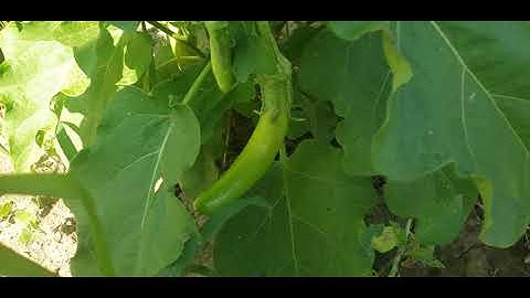 August 7, 20 H D Mus  Saib Teb Vol; 12 nyob Milwaukee, Wisconsin