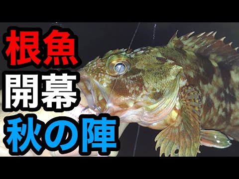 ロックフィッシュ】秋の知多半島の漁港で根魚！誰でも簡単•お