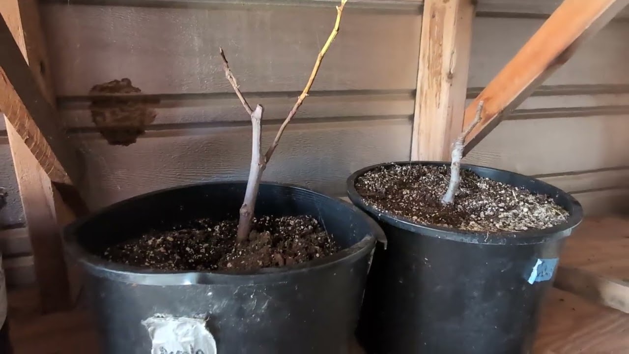 Adding elderberries, goumi berries, and muscadines to the food Forest