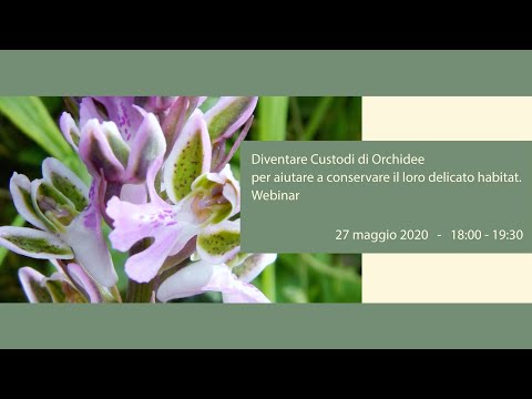 Video: Orchidea in acqua: caratteristiche del metodo, modalità di cura e caratteristiche della rianimazione vegetale