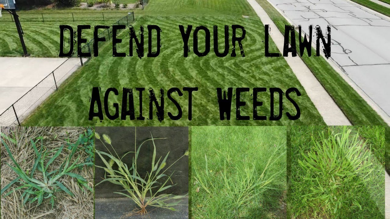 Preemergent 2023 How To Prevent Weeds In Your Lawn diy lawn crabgrass weedcontrol YouTube