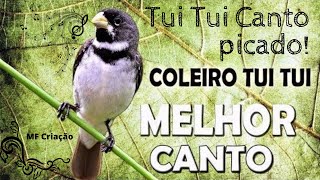 Tui Tui curto,canto Tui Tui picado lindo. Melhor tuitui para encarte. Coleiro tui tui puro encarte.