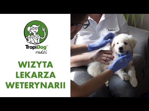 Wideo: Jak sprawdzić kleszcze na owczarkach niemieckich