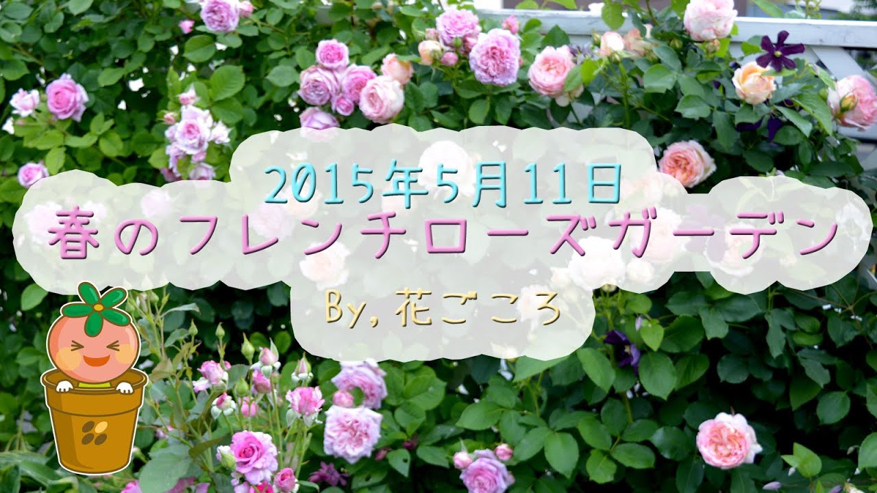 フレンチローズガーデン20150511【花ごころ】 - YouTube