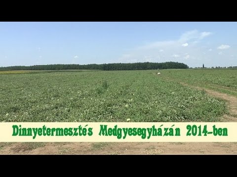 Videó: Görögdinnyenövények támogatása – Görögdinnye termesztése rácsokon