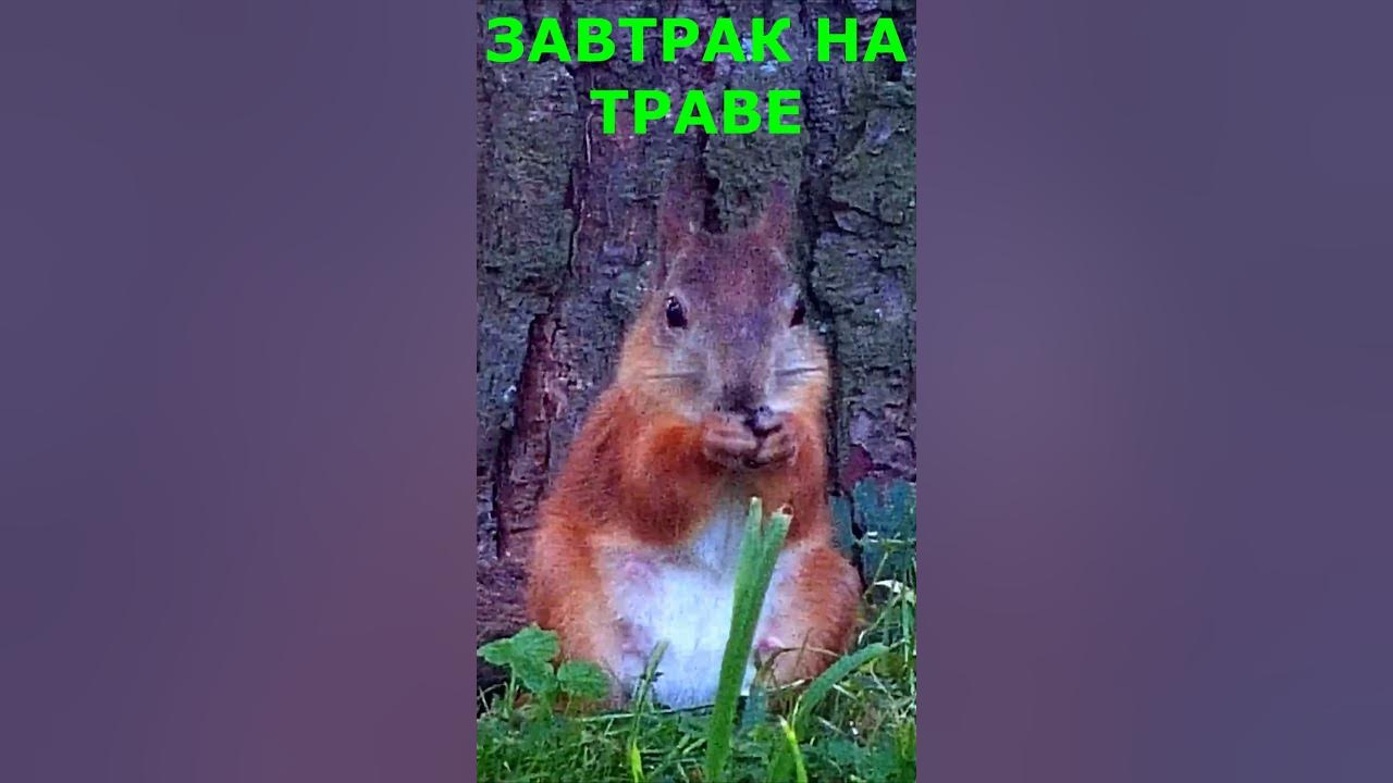 ЗАВТРАК НА ТРАВЕ \ BREAKFAST ON THE GRASS - YouTube