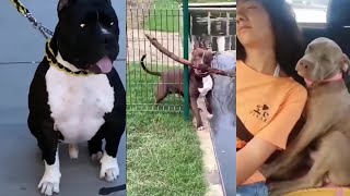 Pitbulls Being Wholesome EP. 1 | Funny and Cute Pitbull Compilation