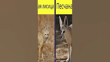 Виды лис / лисиц / Виды лисиц / Лисицы