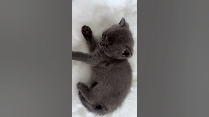 Video 9488251: british shorthair kitten baby, cute british shorthair kitten, shorthair kitten britishshorthair, british shorthair kitty, pet british shorthair
