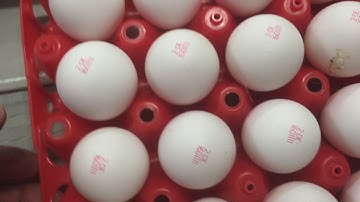 Staalkat Sanovo 192S egg packer with egg-flex stamping unit