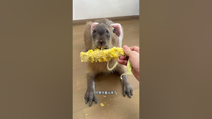 看完这个视频你还想养卡皮巴拉吗？