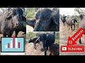 Bufello Mating Bufello Male Female Mating Bull 