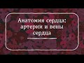 Анатомия сердца: кровоснабжение сердца, коронарные, венечные артерии, вены сердца