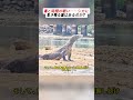 毒と時間の戦い――シカに生き残る道はあるのか? #野生動物 #コモドドラゴン #自然ドキュメンタリー #動物の瞬間 #ハンティングシーン