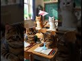 Happy school life with cats #cat #貓咪日常 #cnnlive #catshorts #funny #cute