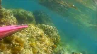 Levrek/Sea Bass Avı - Sercan Zengin Zıpkınavı/Spearfishing(25.06.2015)