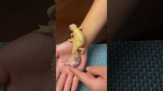 LEOPARD GECKO TAIL DROPPING!!! 😱#shorts