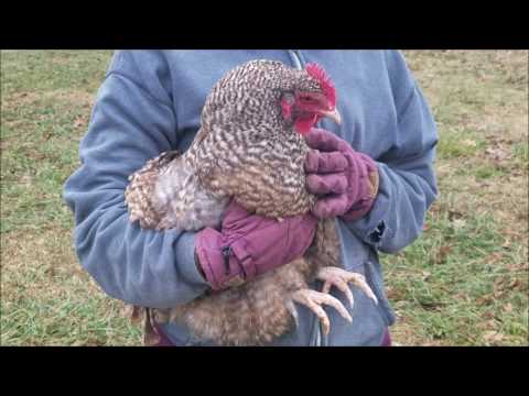 How to Tell if Your Hen is Ready to Lay Eggs