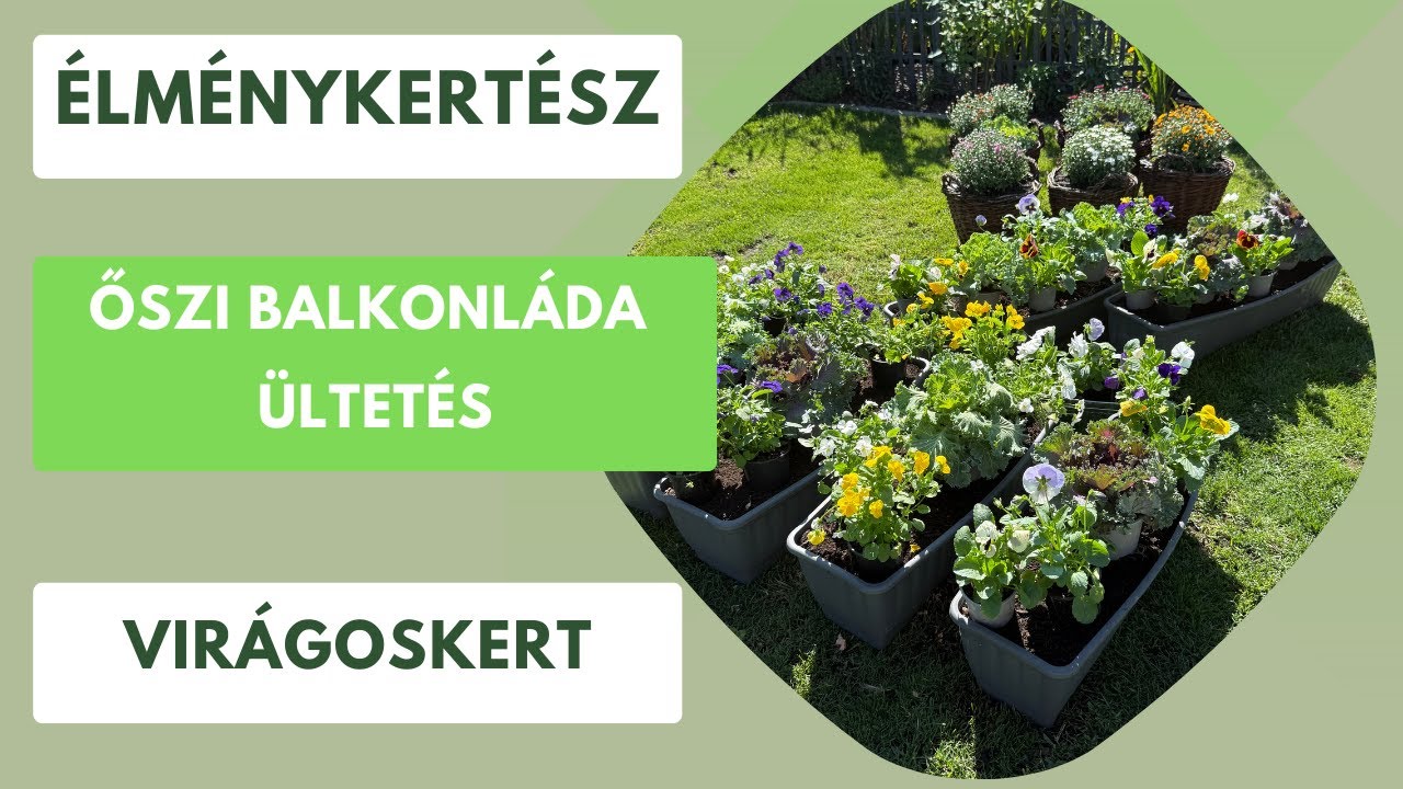 Őszi ültetés tippek, hogy egész télen gyönyörű legyen az ablakod!🌼🌸