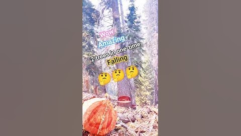 2 trees in one-time Falling Down #tree #fall #falling #woodworking #short #shorts #treefelling