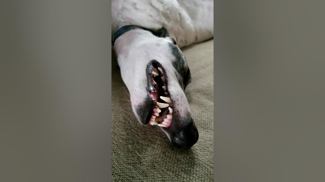 Greyhound Sleep Startle YouTube