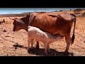 Vacas del rancho | Episodio #382