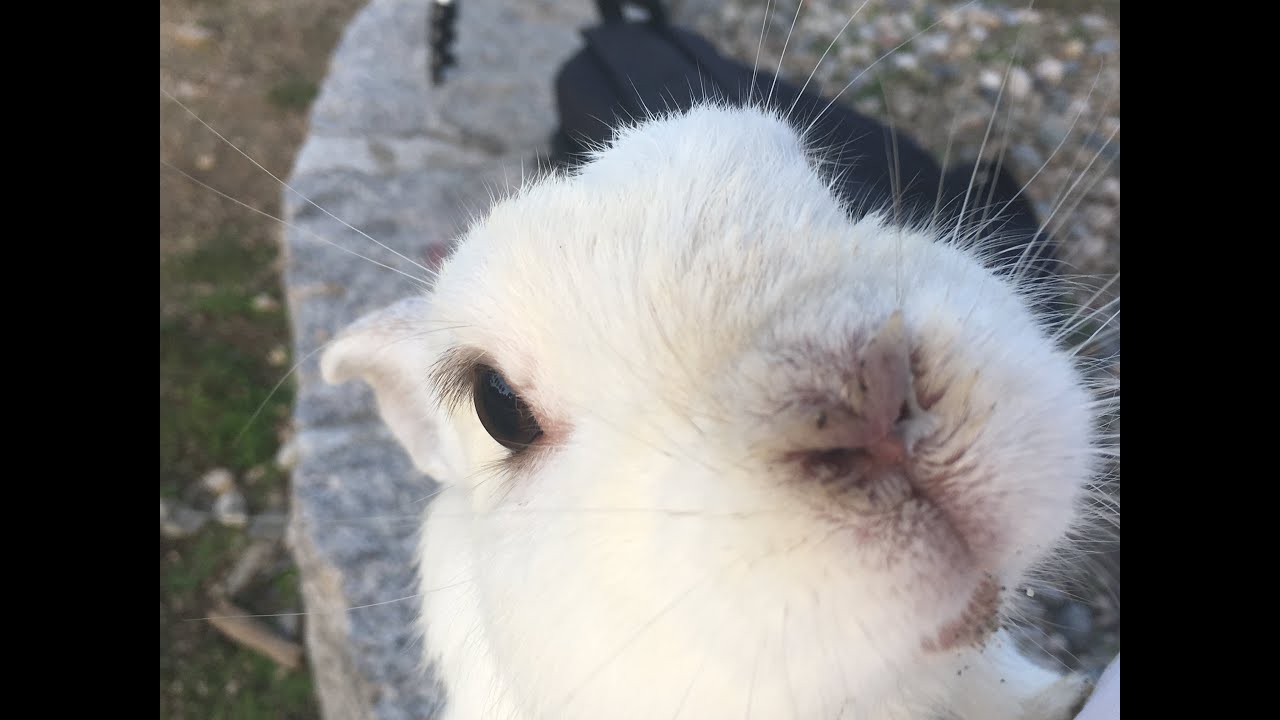 大久野島の野良うさぎ 18 Youtube