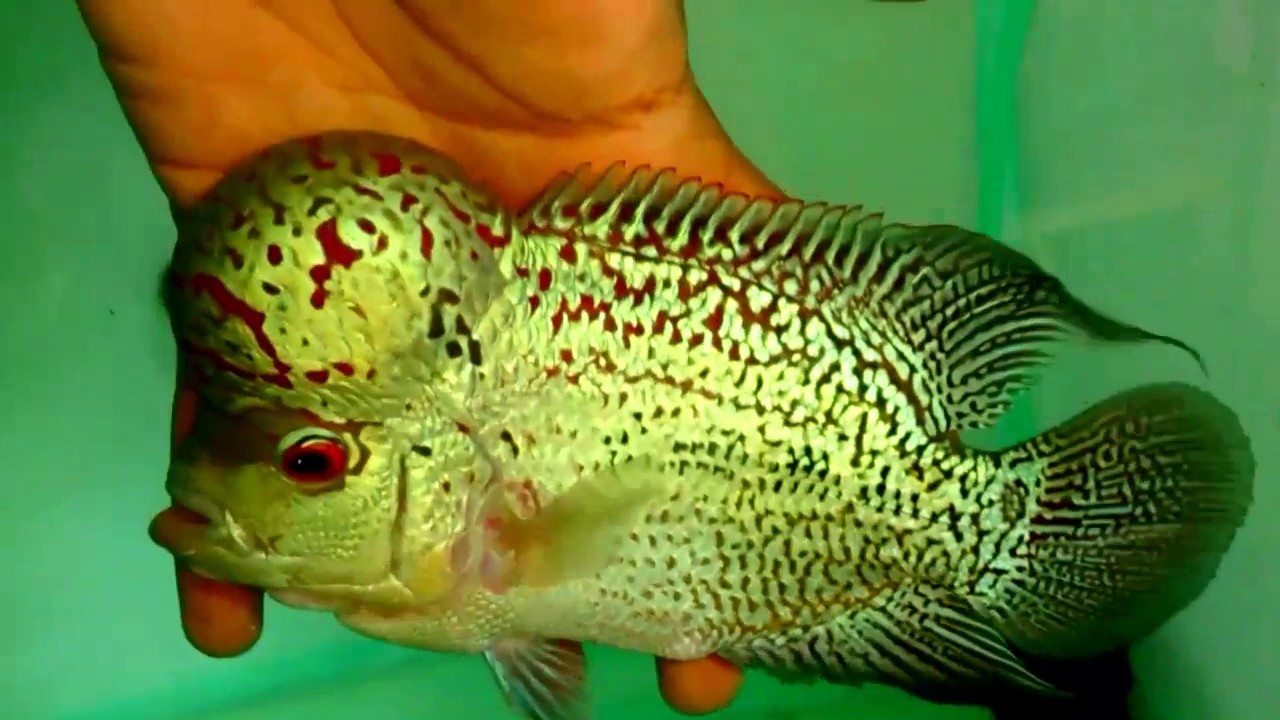 🐠 Feng Shui Aquatic 🐠 Exclusive Exotic AAA Grade Flowerhorn For Sale