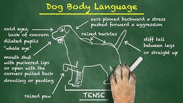 Correctly Approaching a Dog You Don