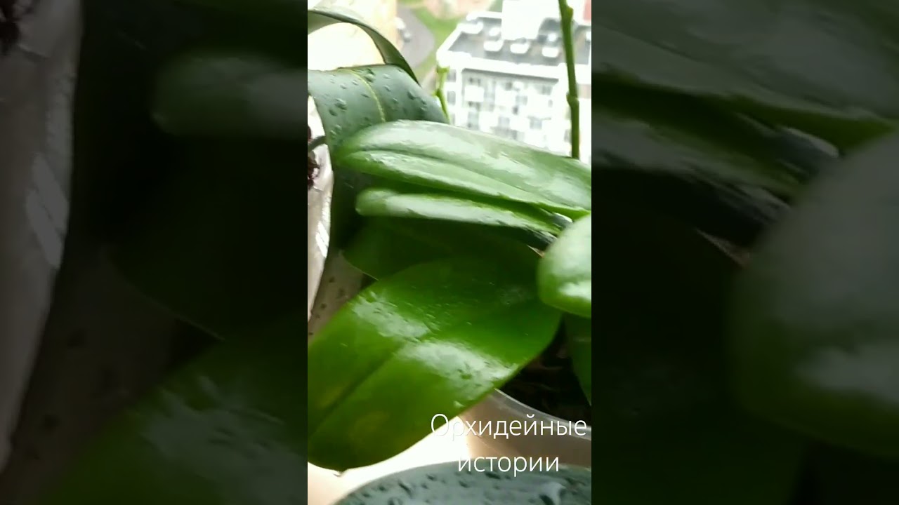 подробное видео про борьбу с трипсом на канале 