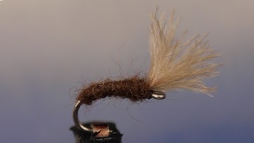 Mole Fly