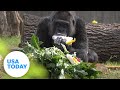 Oldest gorilla in the world celebrates 65th birthday at Berlin Zoo | USA TODAY