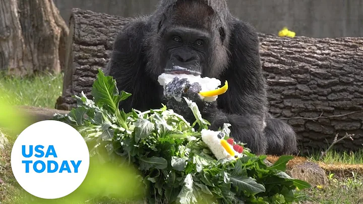 Oldest gorilla in the world celebrates 65th birthday at Berlin Zoo | USA TODAY - DayDayNews