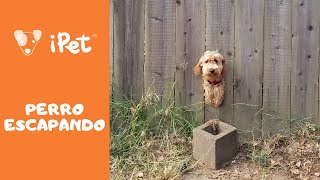 Vídeo de COMO ESCAPA UN PERRO escapista